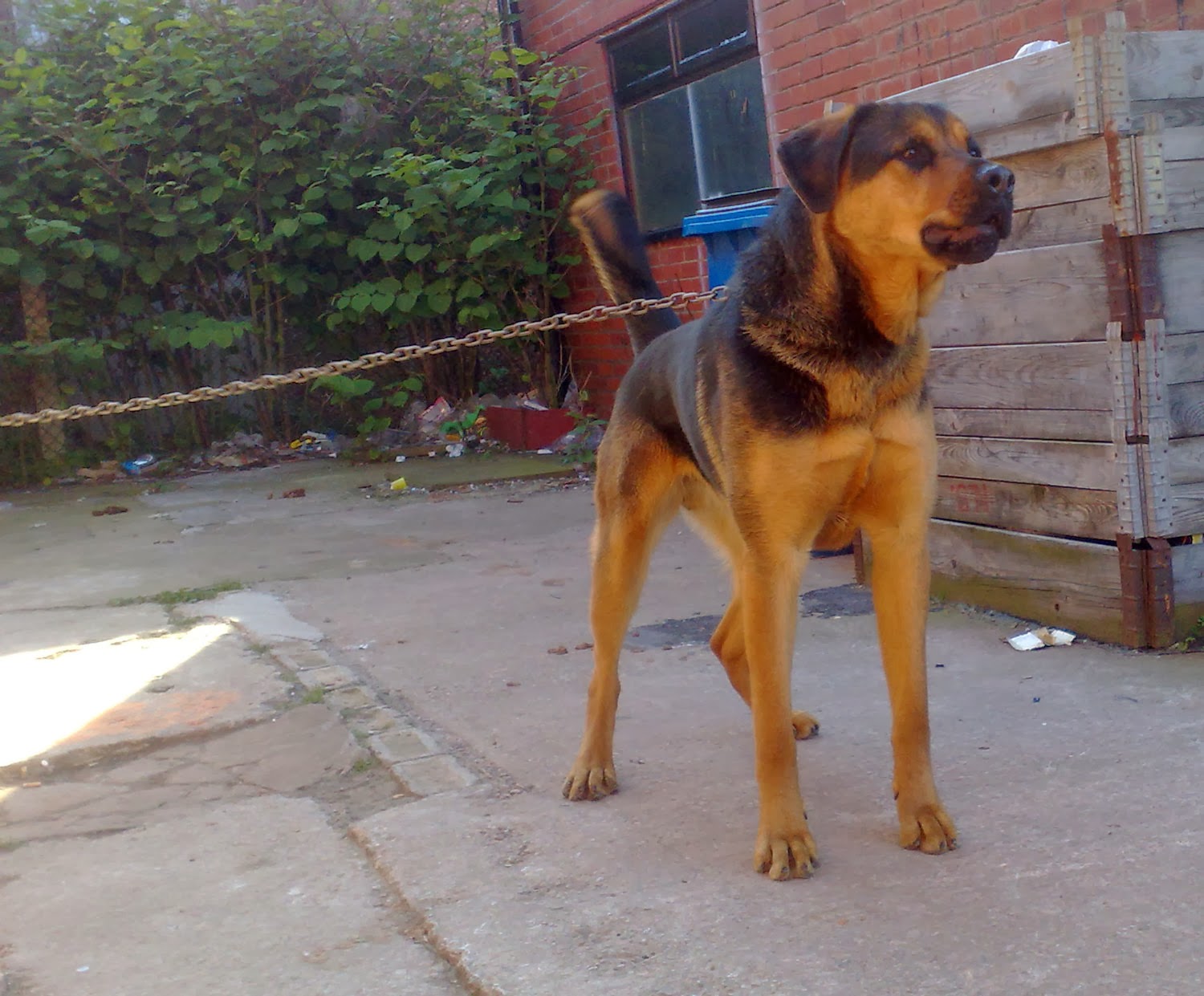 Rambo on guard duty (watching a pigeon) Rambo on guard duty (watching a pigeon)