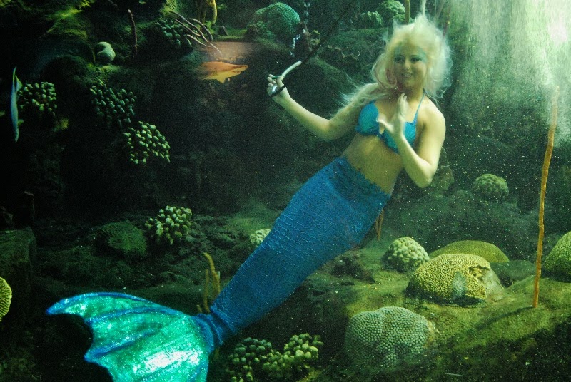 Cynthia Mermaid: Mako Mermaids Q&A