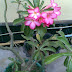 Klasifikasi Kamboja (Plumeria acuminate) thumbnail