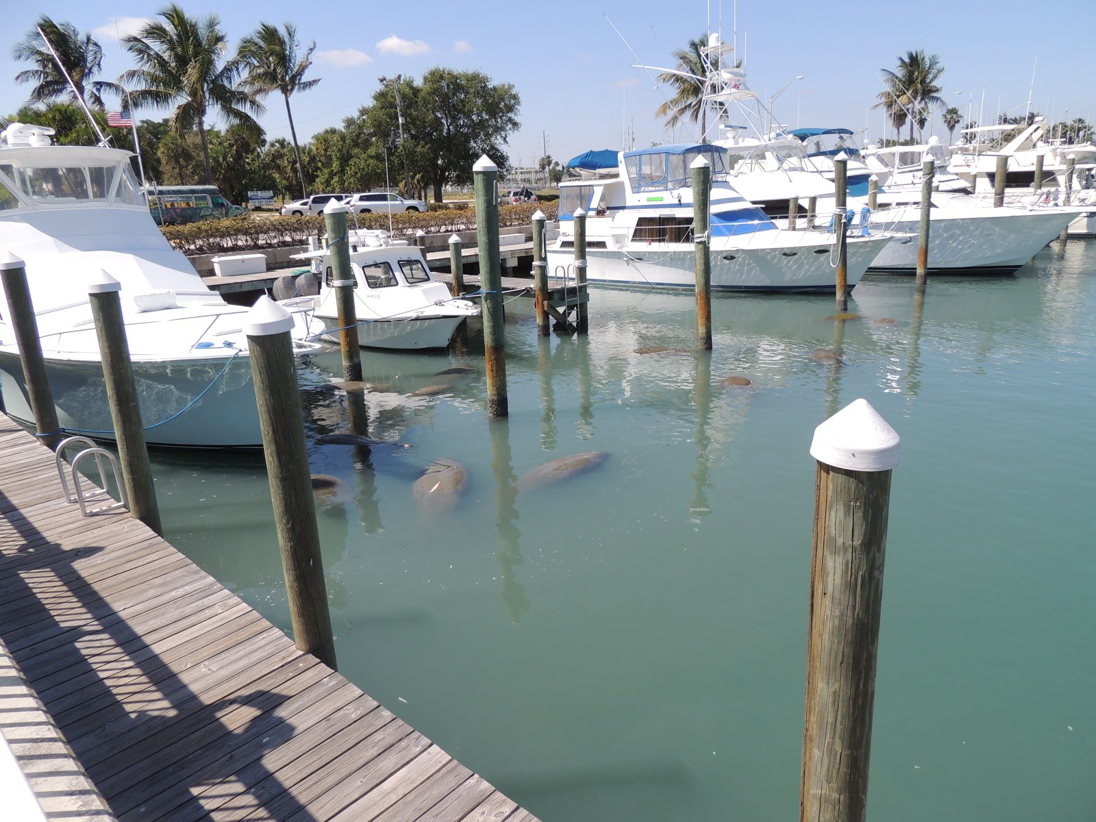 Down The Road A Piece in a 5th wheel Manatees and Oysters at Fort