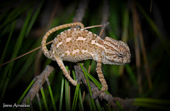 Camaleón(Chamaeleo chamaeleon)