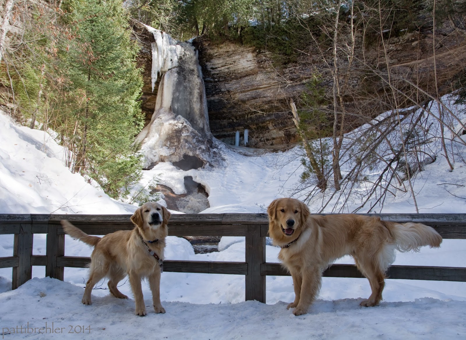 Two golden retrievers stand in front of a wooden fence, their leashes are tied to the fend. They are facing each other but are looking at the camera. There is snow all around and in the background is a tall partly frozen waterfall, coming down from a limestone cliff. There are some small fir trees to the left and bare limbed hardwood trees to the right.