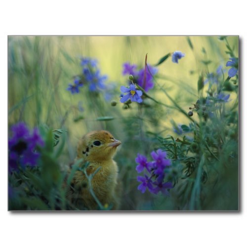 Prairie Chick Amidst Wildflowers in Springtime | Photo Poster