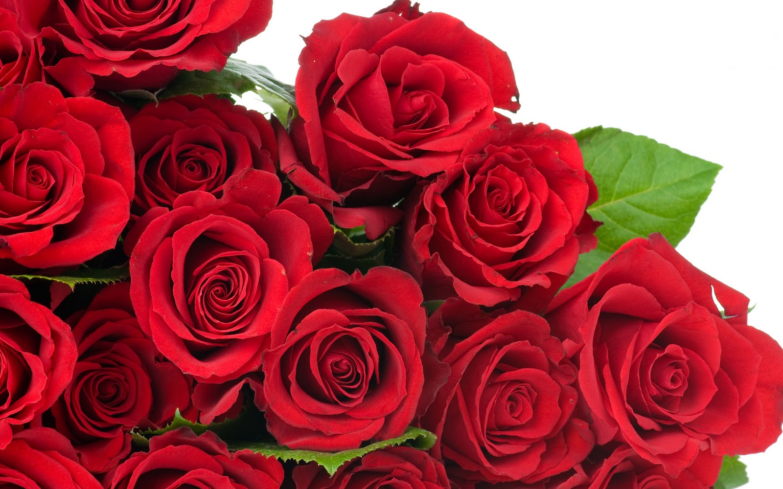 http://4.bp.blogspot.com/-0S5zXrQS1g0/TrRE6CsPieI/AAAAAAAABWE/0AhXaxv5wok/s1600/red-rose-wallpaper.jpg