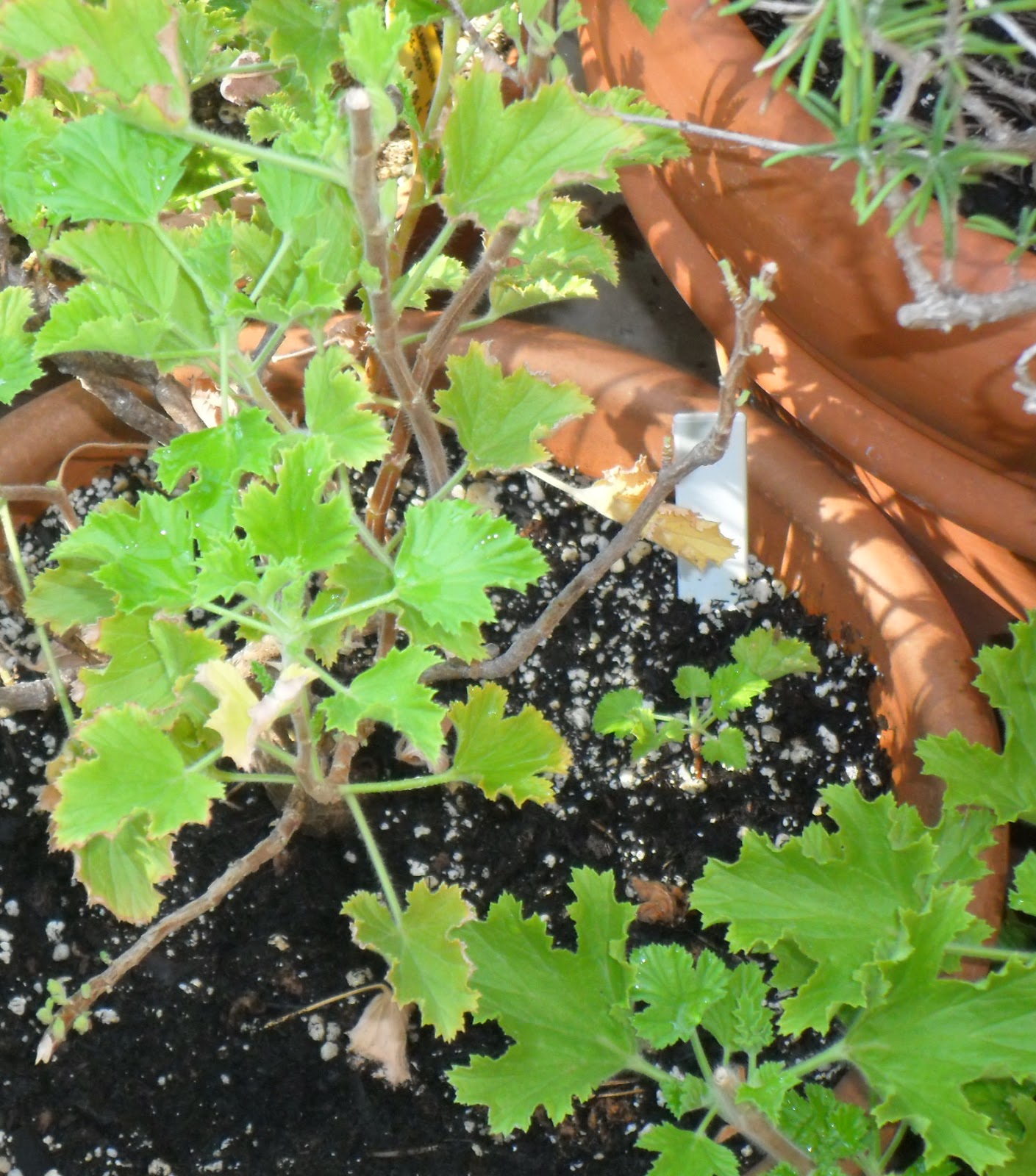 Backyard Patch Herbal Blog Scented Geranium Herb of the Week
