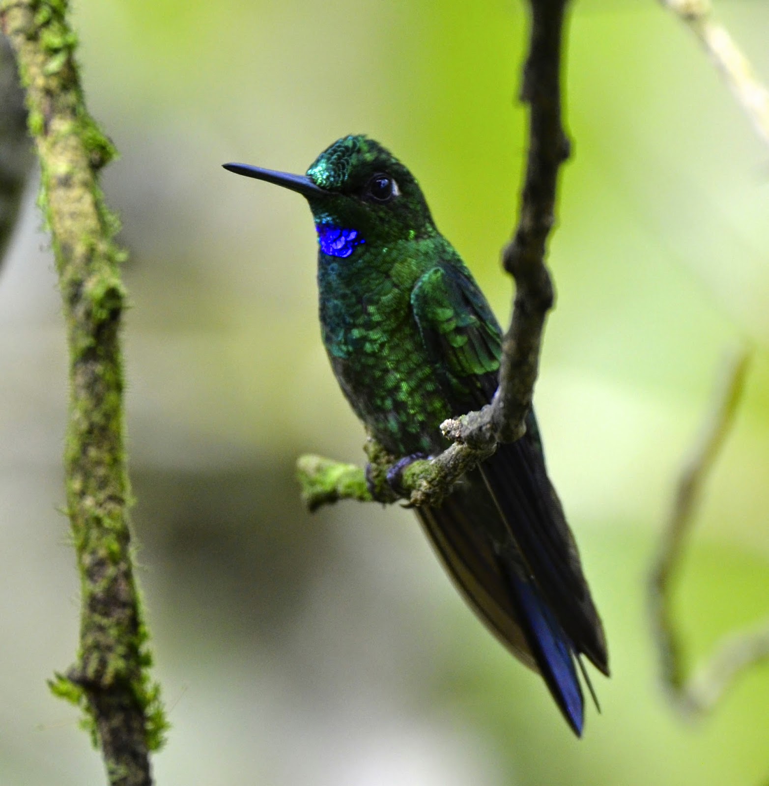 Green-Crowned Brilliant, Heliodoxa jacula