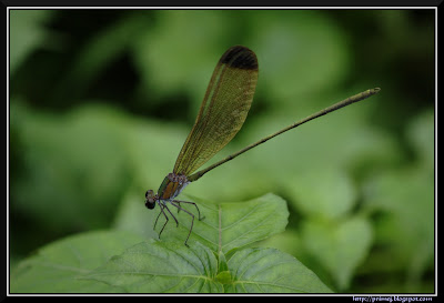 Damselfly Damselfly