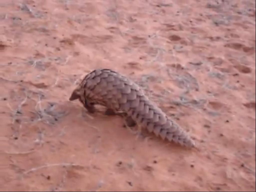 ENCYCLOPEDIA OF ANIMAL FACTS AND PICTURES: Pangolins
