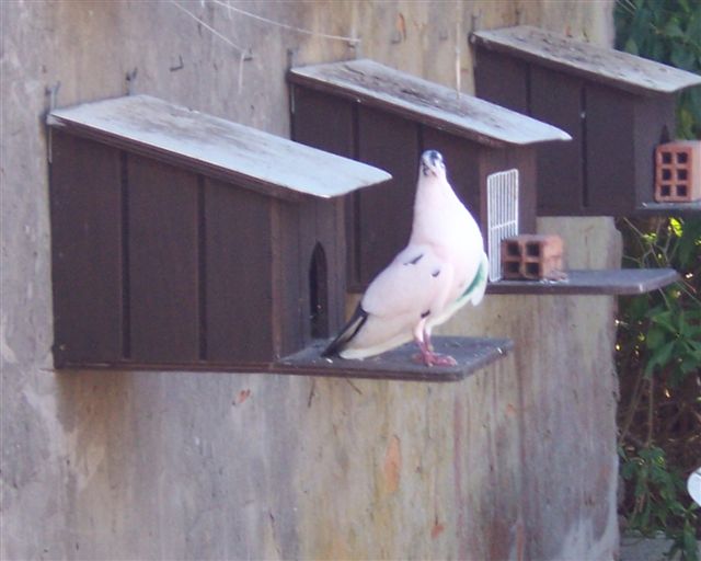 Mis amigas las palomas Palomar de jardín