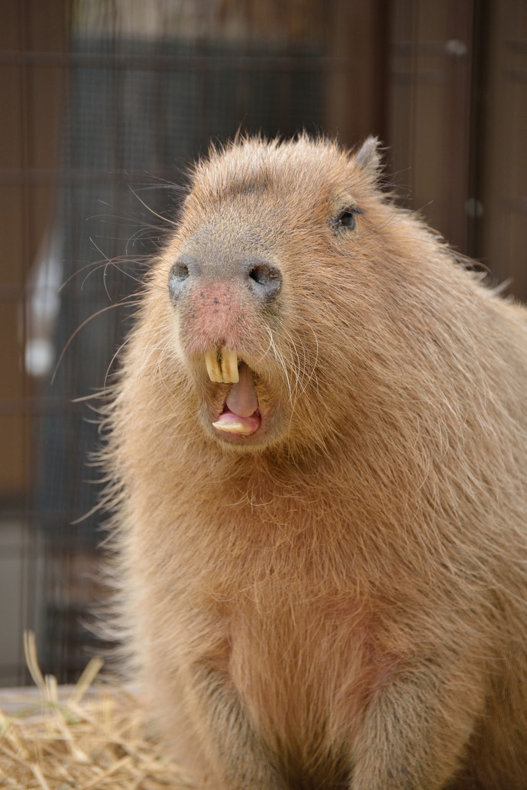 capybara zoo bank photographics however