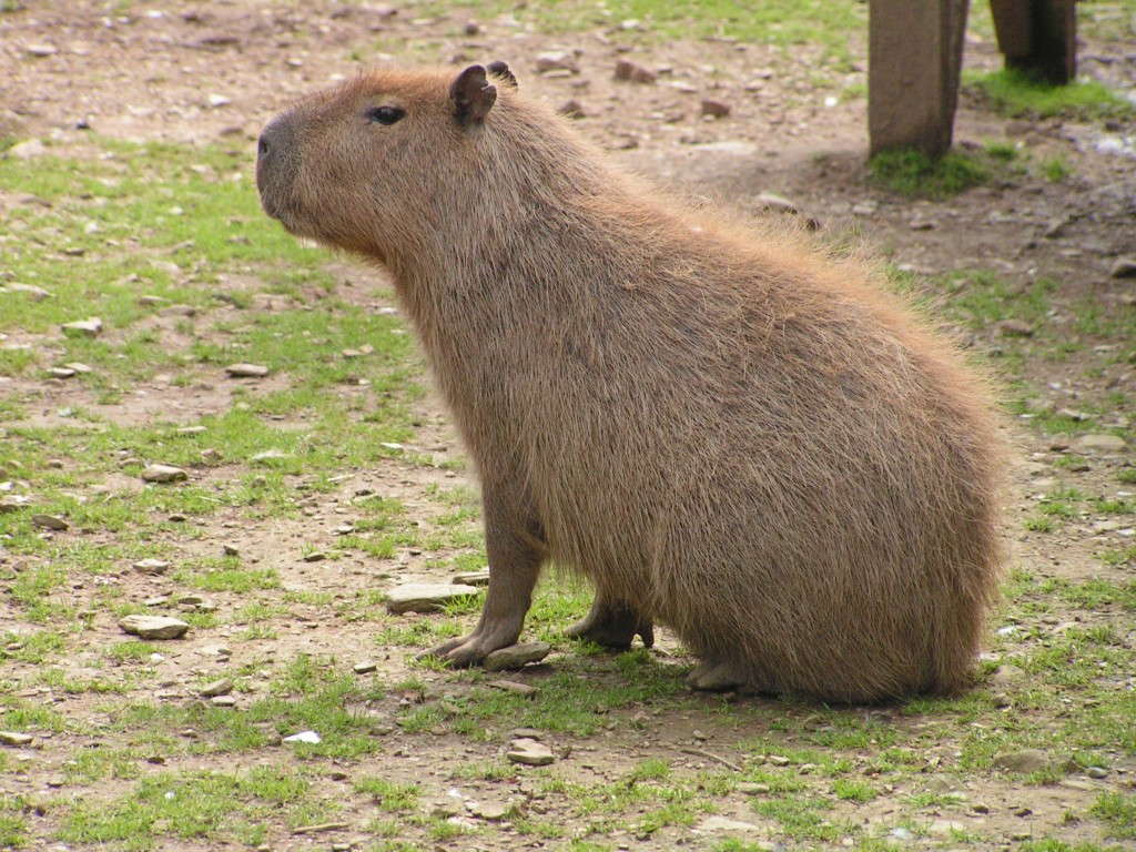 http://4.bp.blogspot.com/-0TM0xkeowuM/UWp2brtmYKI/AAAAAAAAAGk/6bsmOTxfKwo/s1600/The-Capybara.jpg
