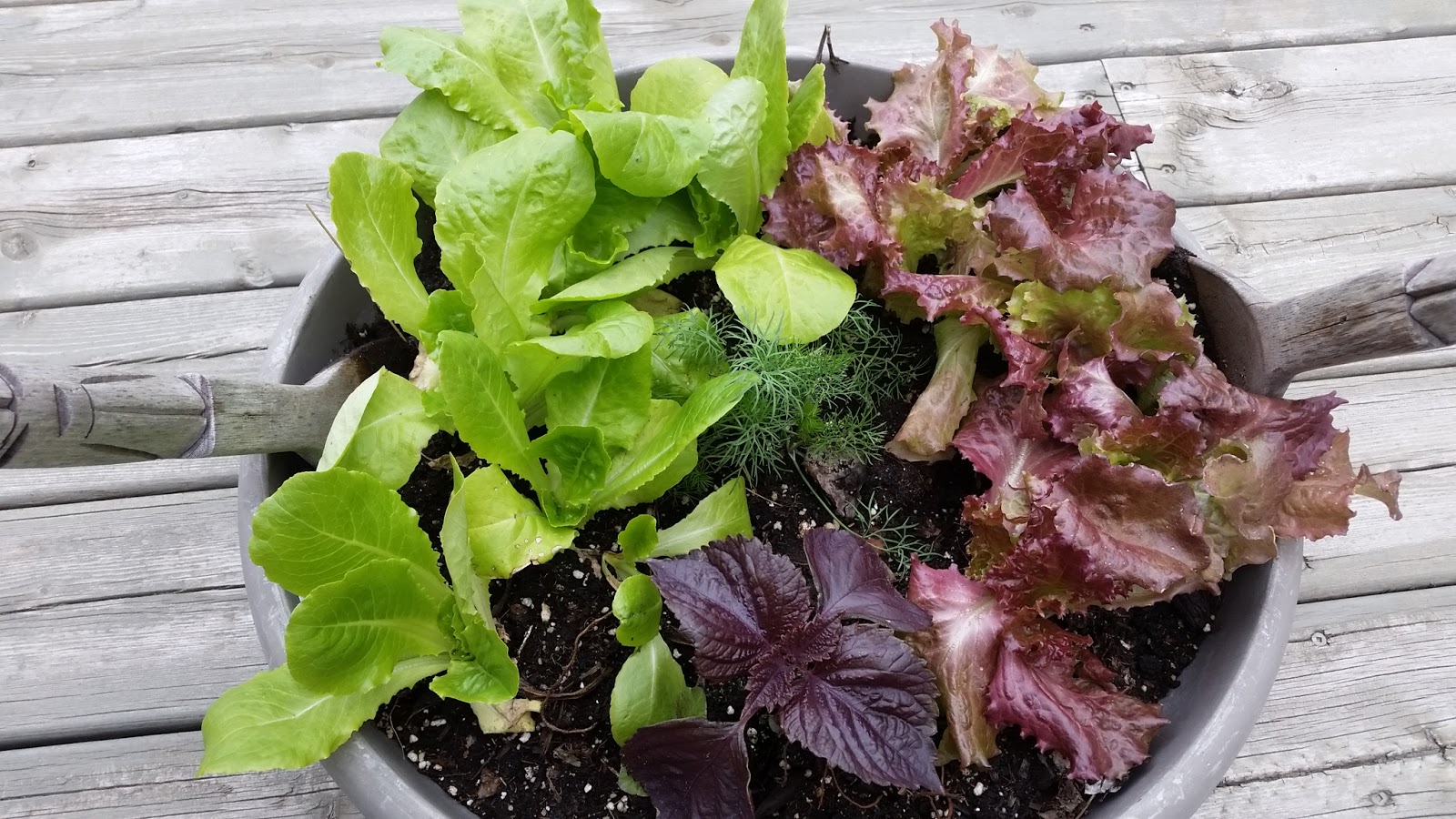 Mennonite Girls Can Cook 'Salad Bowl' / 'Herb Bowl' Planter