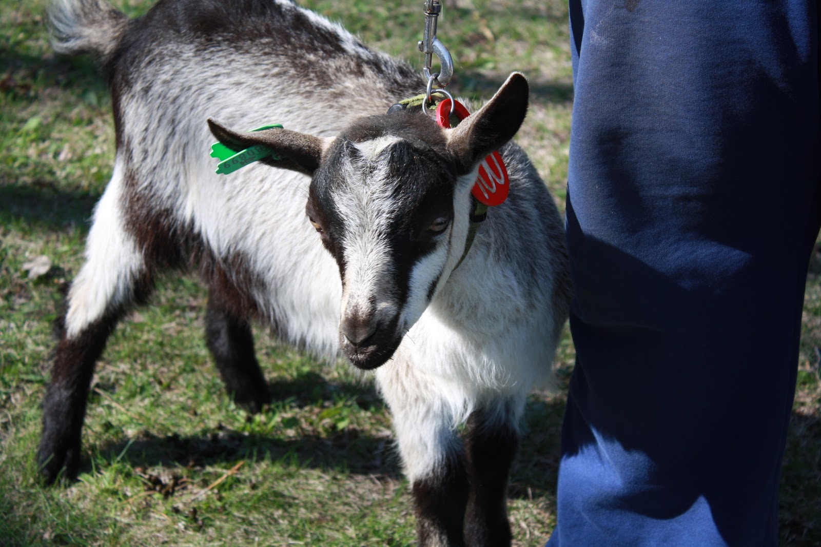 Once Upon a Family The Goat Walker