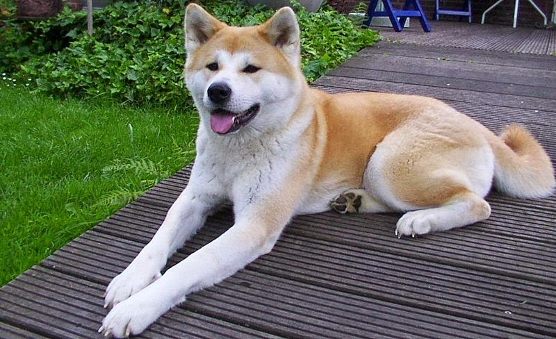 Akita Inu Akita Inu