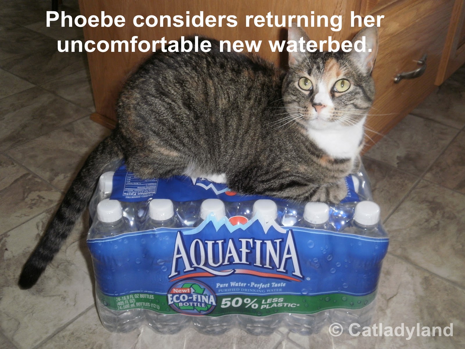 Catladyland Cats are Funny H2Oh No...