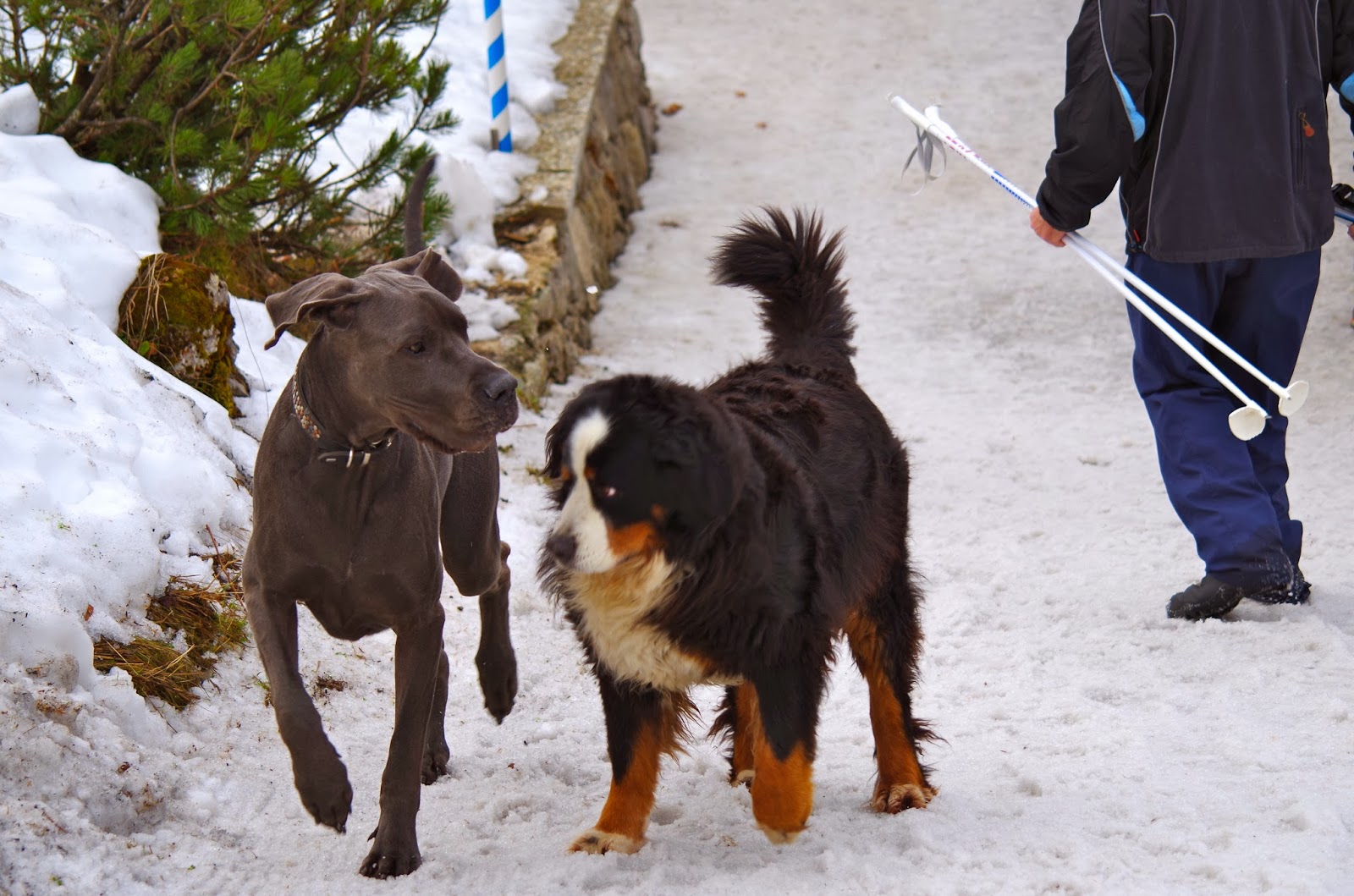 Berner-Sennenhund Leo von der Hindenburghütte