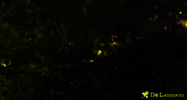 ドゥエルアソシエイツのLED・ECOな、ニュース（新梅田シティー、中自然の森に「蛍」、舞う：続編で見た蛍たち