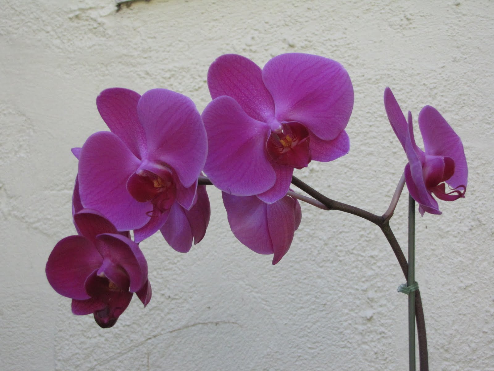 Purple Phalaenopsis Orchid