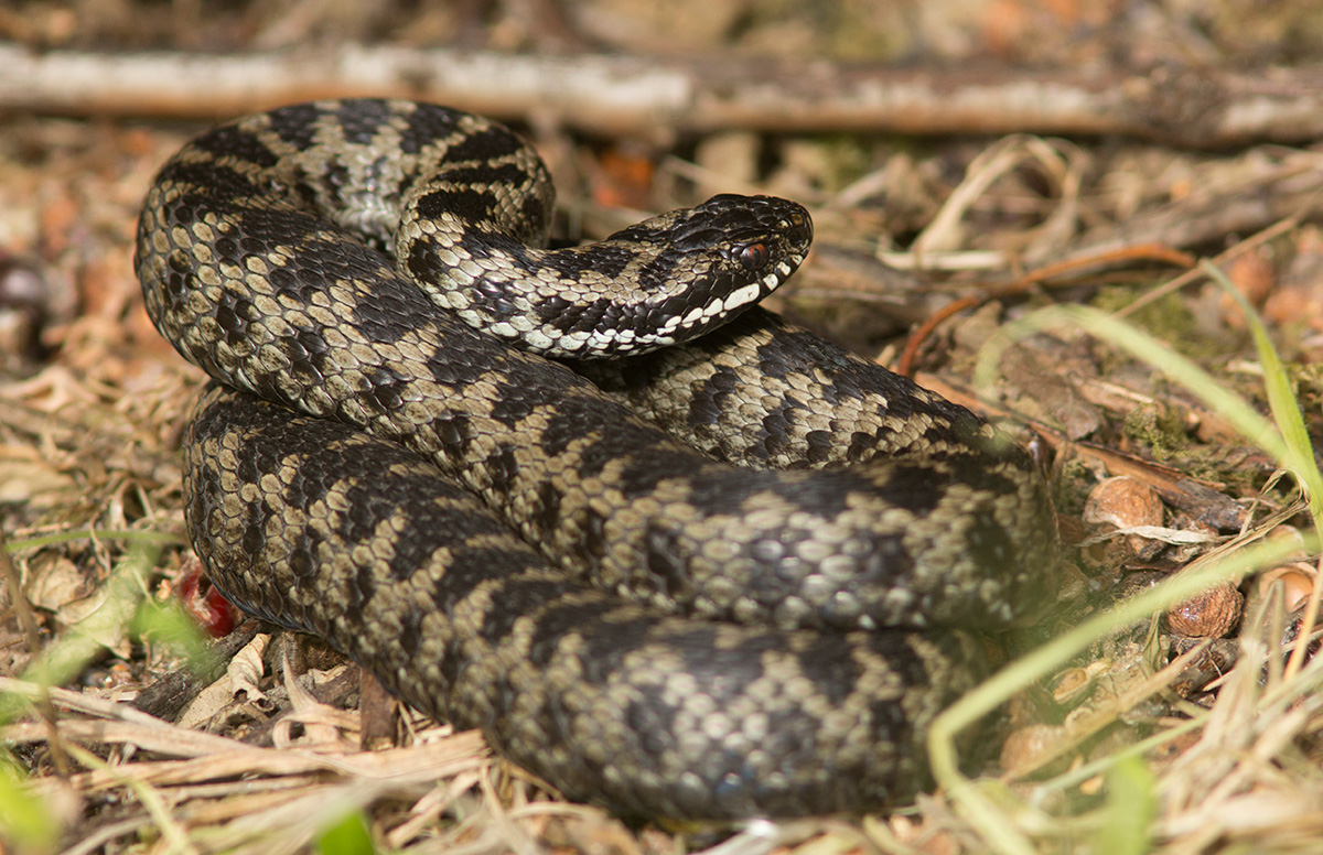 Adder