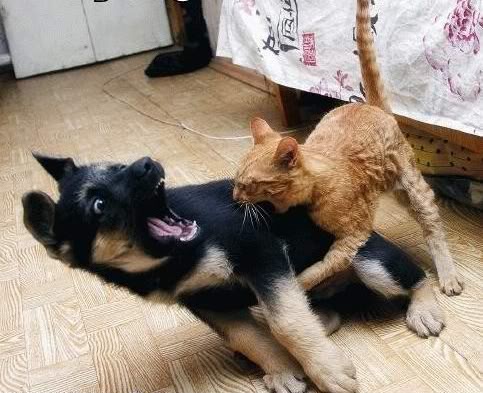 Pleasure Amazing Place Behavior Of Animals When Fighting