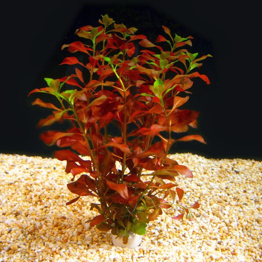 Jual Tanaman Stem Plant Background Aquascape Murah April 2016