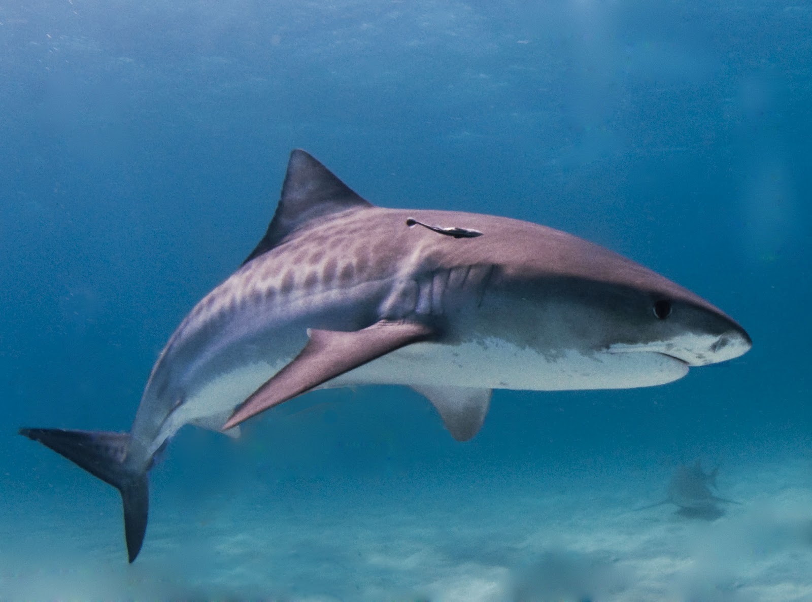 Θέλω μια φωτογραφία... - Σελίδα 19 Tiger_shark