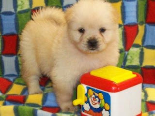 very cute chow chow puppy playing with toys picture