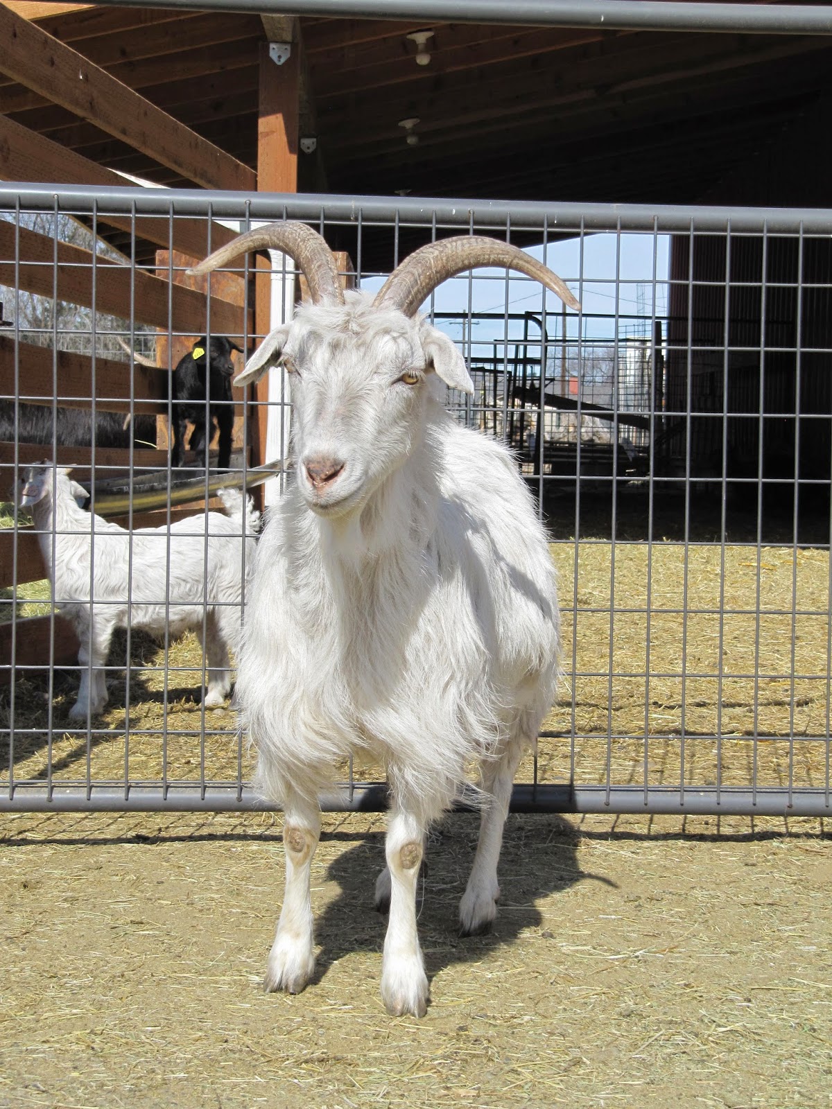 LIBERTY FARM CASHMERE GOATS CASHMERE GOATS FOR SALE