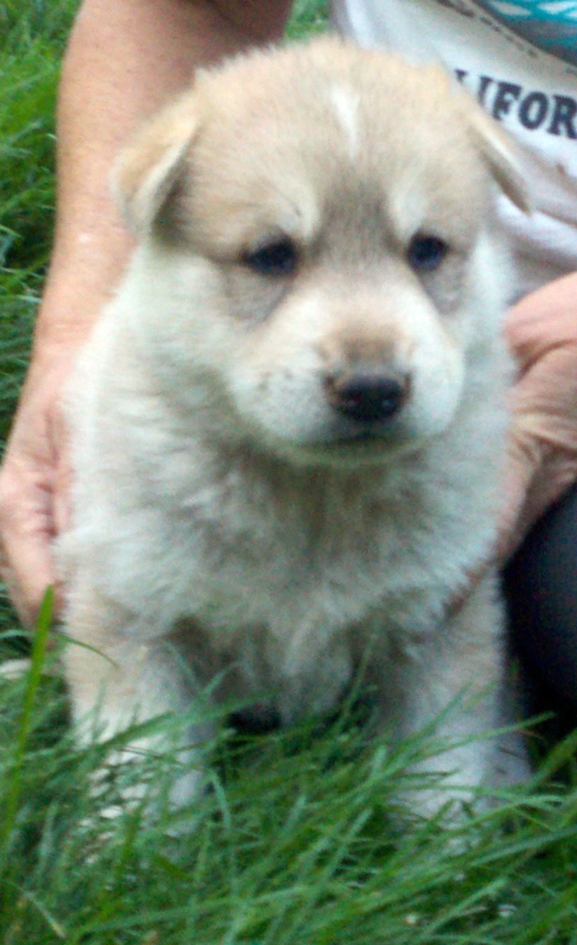 Wolf wolves dog dogs wolfdogs puppies pups pup cubs for sale adoption