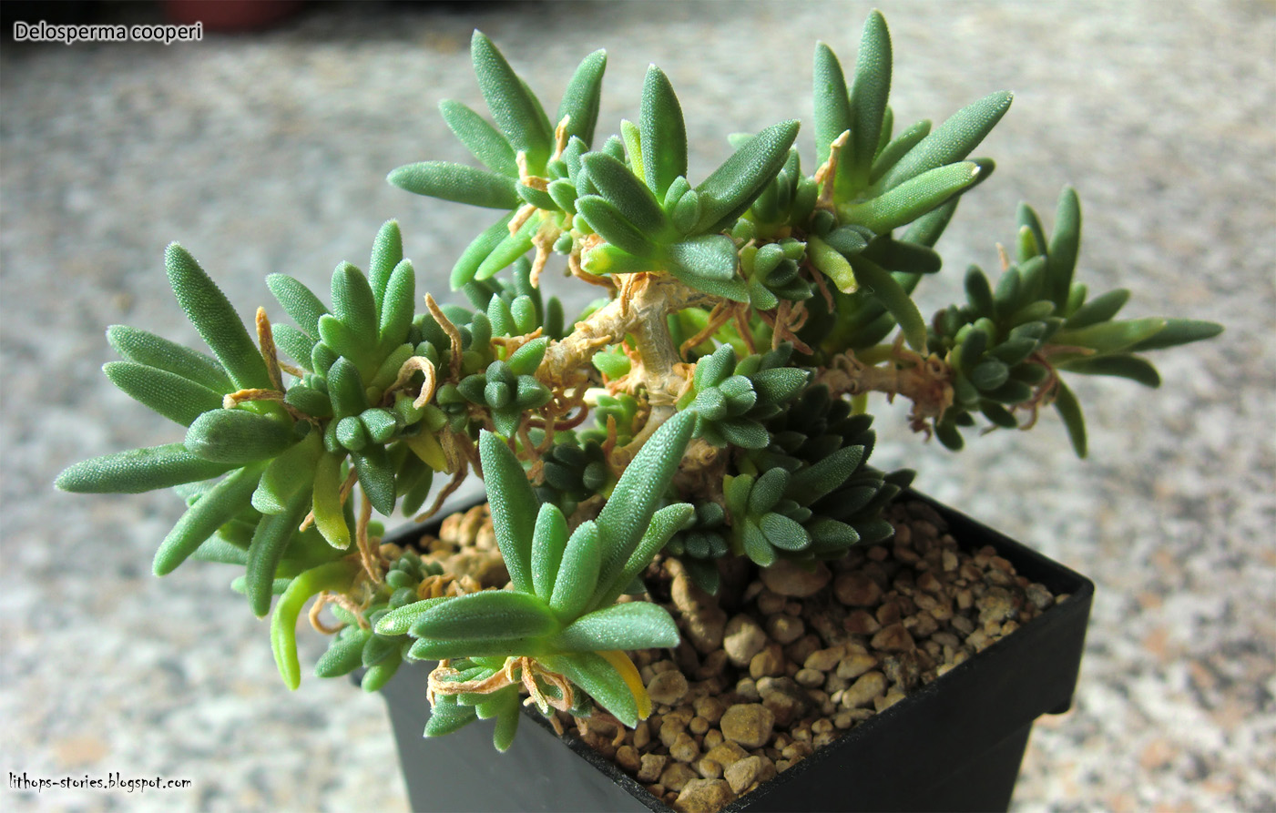 Lithops Stories Delosperma Bonsai 1 2 5 Pics Lithops Stories Delosperma Bonsai 1 2 5 Pics
