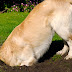 Aprende educar a un perro que deje la excavación o huecos