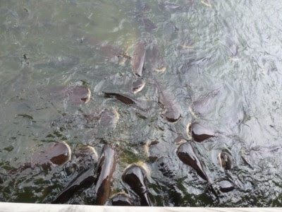 World+record+mekong+giant+catfish