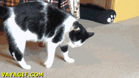 gifs