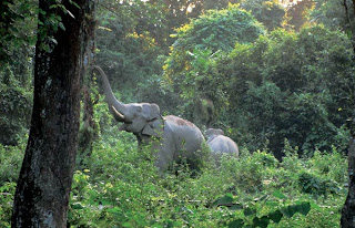 Rajabhatkhawa Forest Elephant