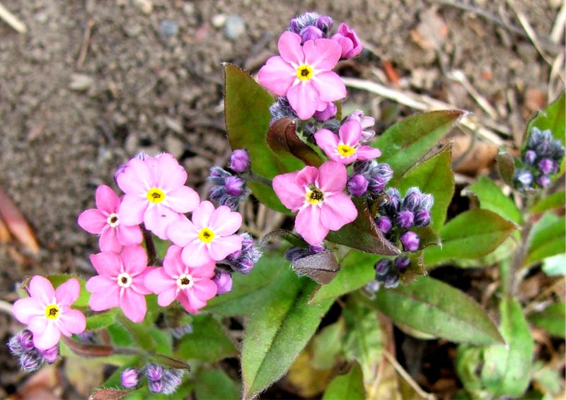 Wasilla Alaska Garden Adventures First Spring Flower