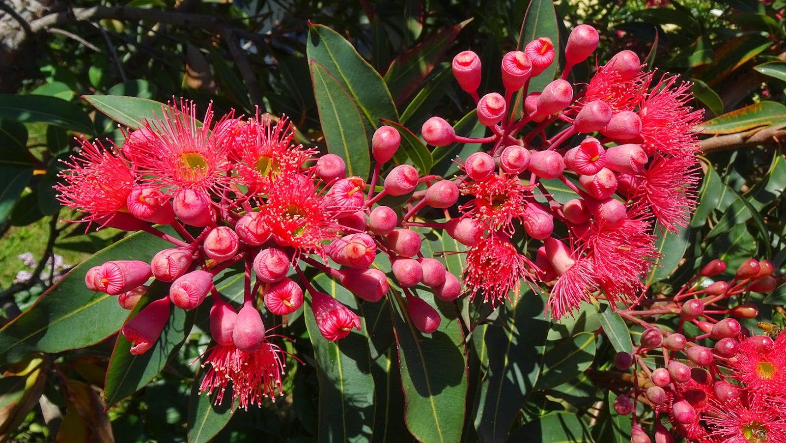 MAP MELBOURNE STREET TREES 97 PINK FLOWERING GUM