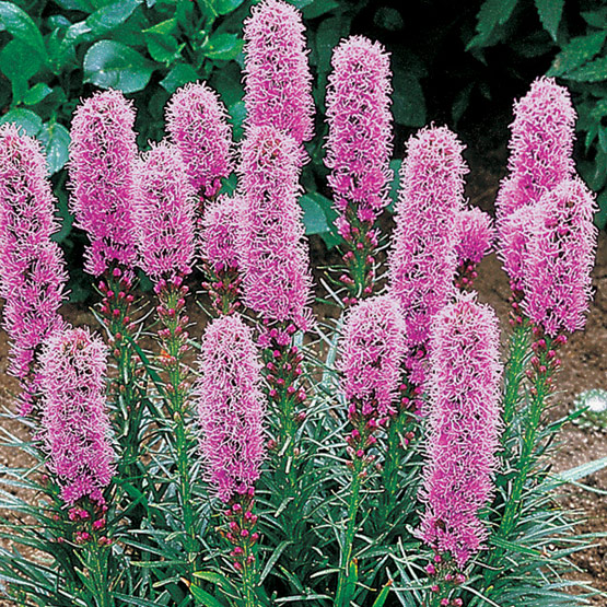 flowers for flower lovers. liatris flowers.