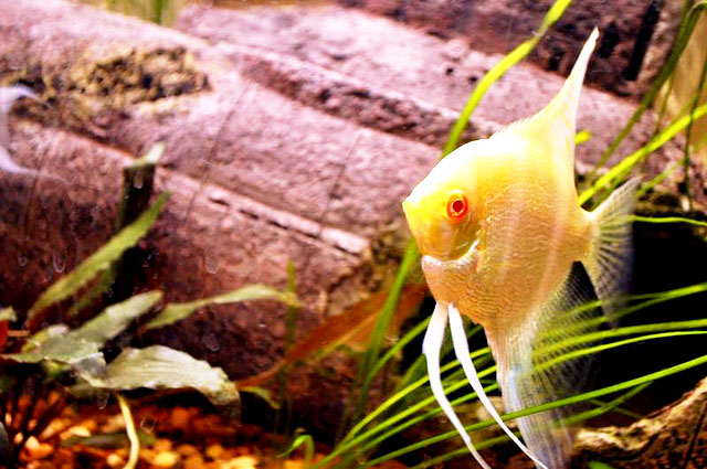 Albino Pearscale Angelfish Red Eye Image