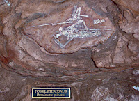 Fossil Pterosaur
