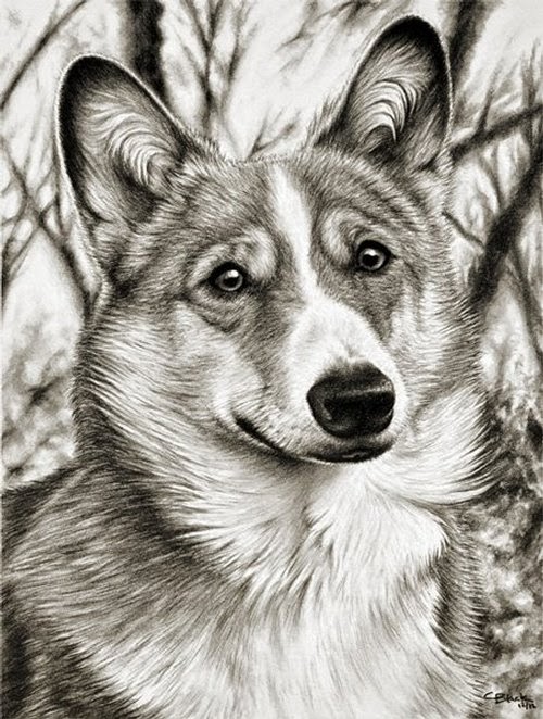 06-Charles-Black-Hyper-Realistic-Pencil-Drawings-of-Dogs-www-designstack-co