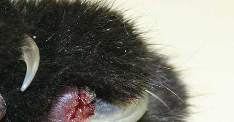 Older Cats Don T Retract Claws Older Cats Don T Retract Claws