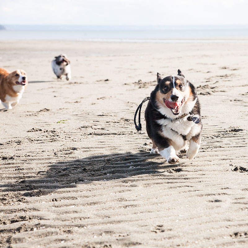 Dogs at double bluff off leash dog beach Dogs at double bluff off leash dog beach