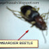 DANGEROUS BEETLE THAT EJECTS FIRE AND POISON