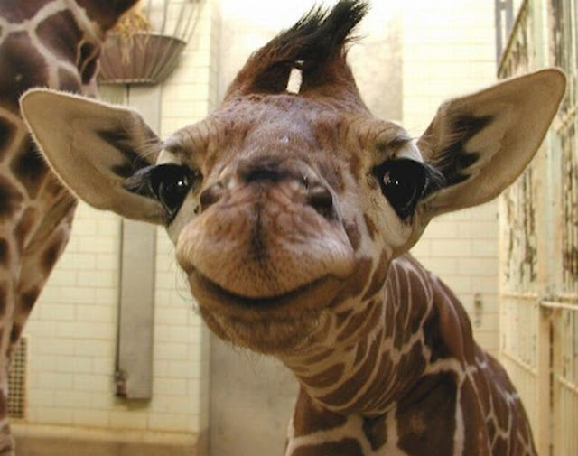 Funny giraffe