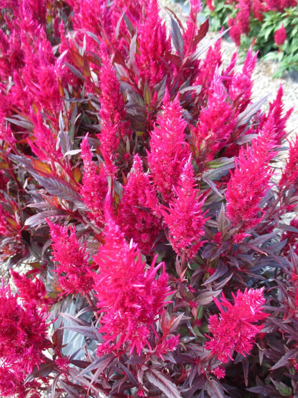 Rotary Botanical Gardens - Hort Blog: Consider Celosias