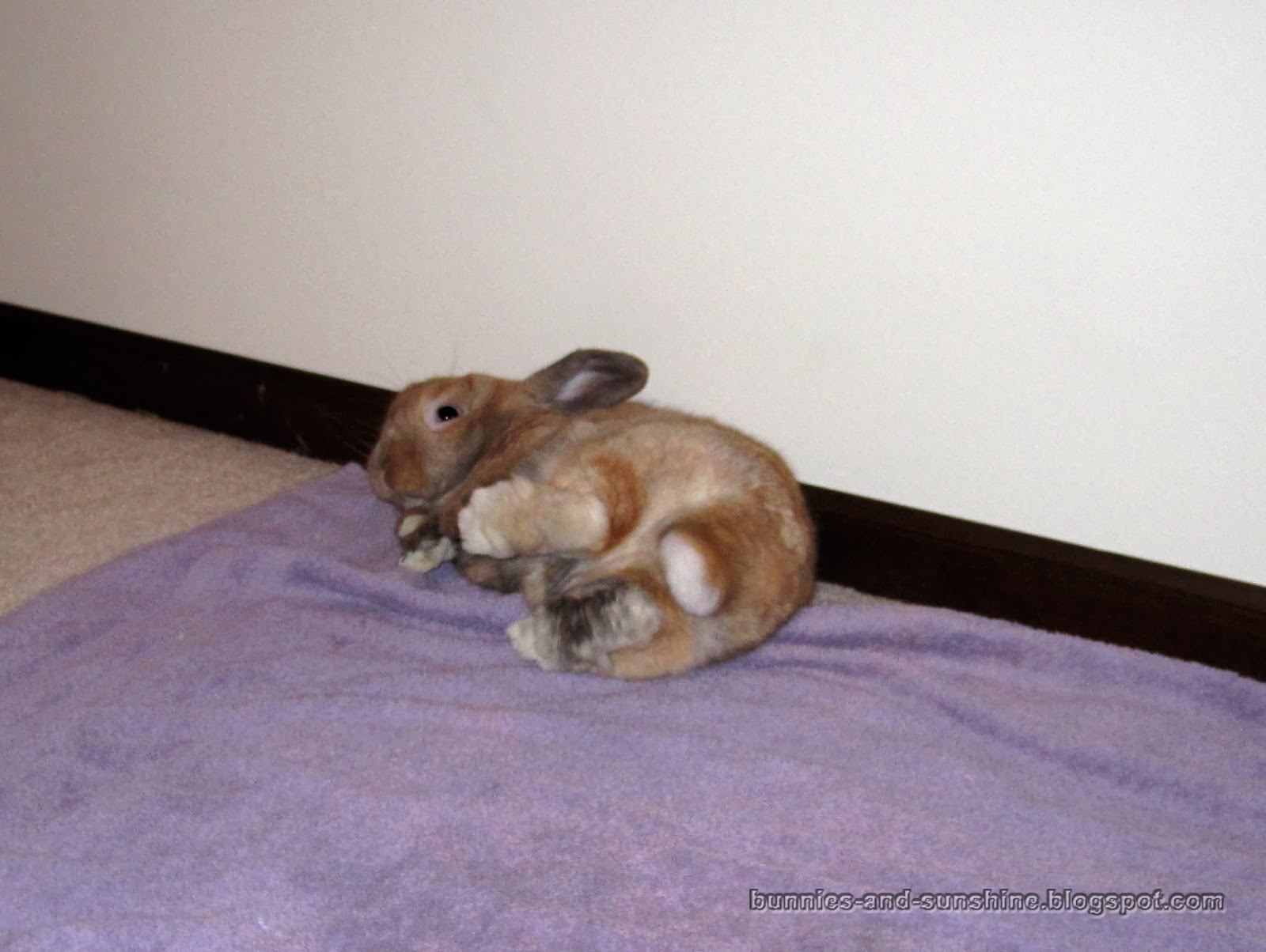 Bunnies and Sunshine: The rules of flopping.