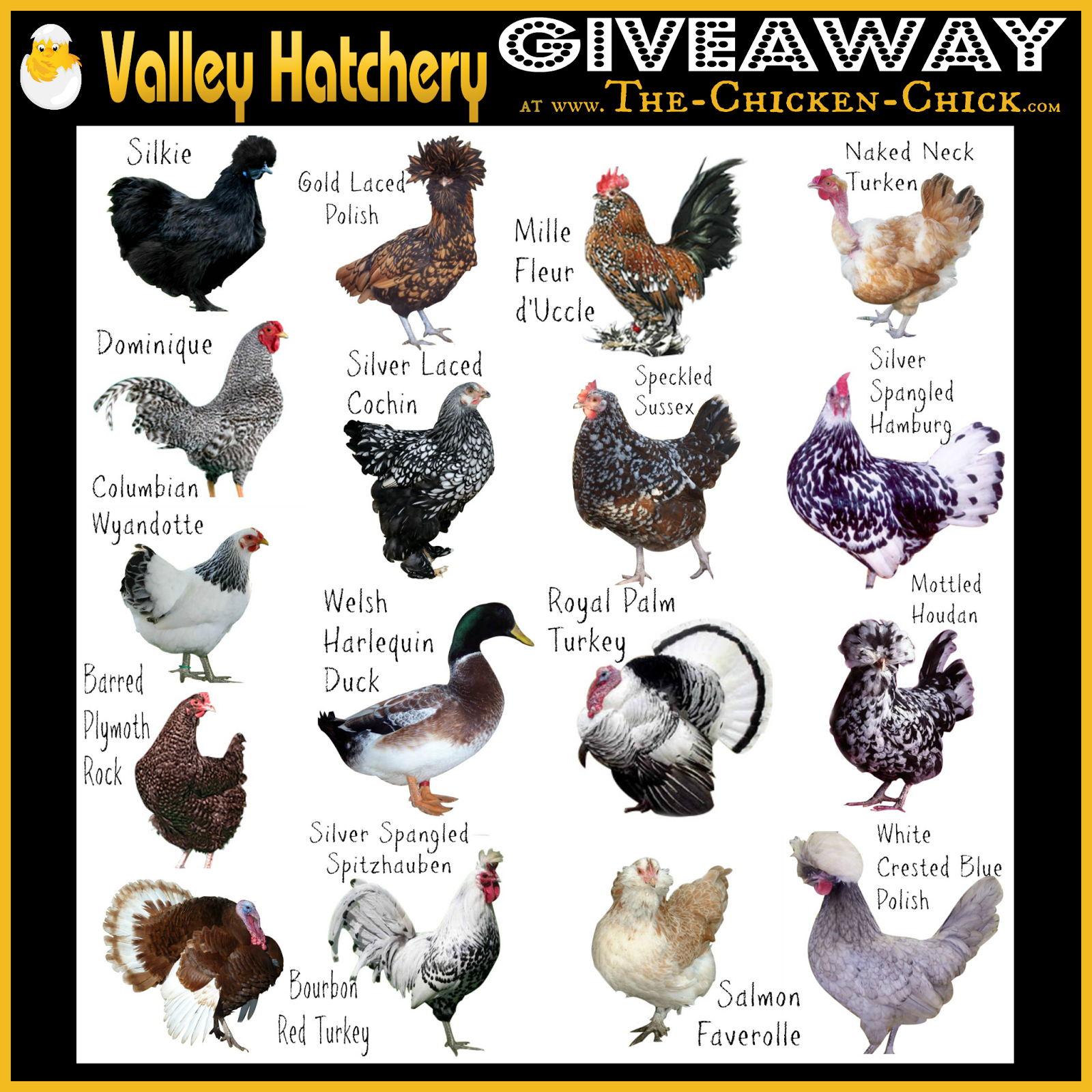 The Chicken Chick® Clever Chicks Blog Hop 127 featuring a Rare Breed