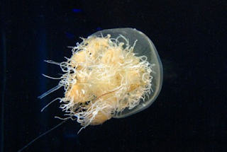 Ubur-ubur Nomura (Nomura’s jellyfish)