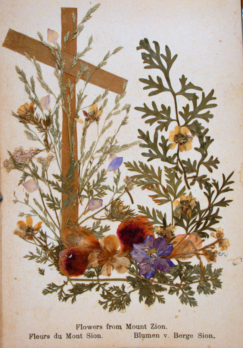 Backtracking Sepia Saturday Flowers of the Holy Land