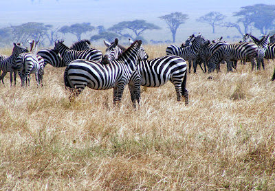 Zebras watching each others back by JoseeMM